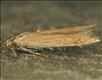 0493 (37.015) Coleophora serratella